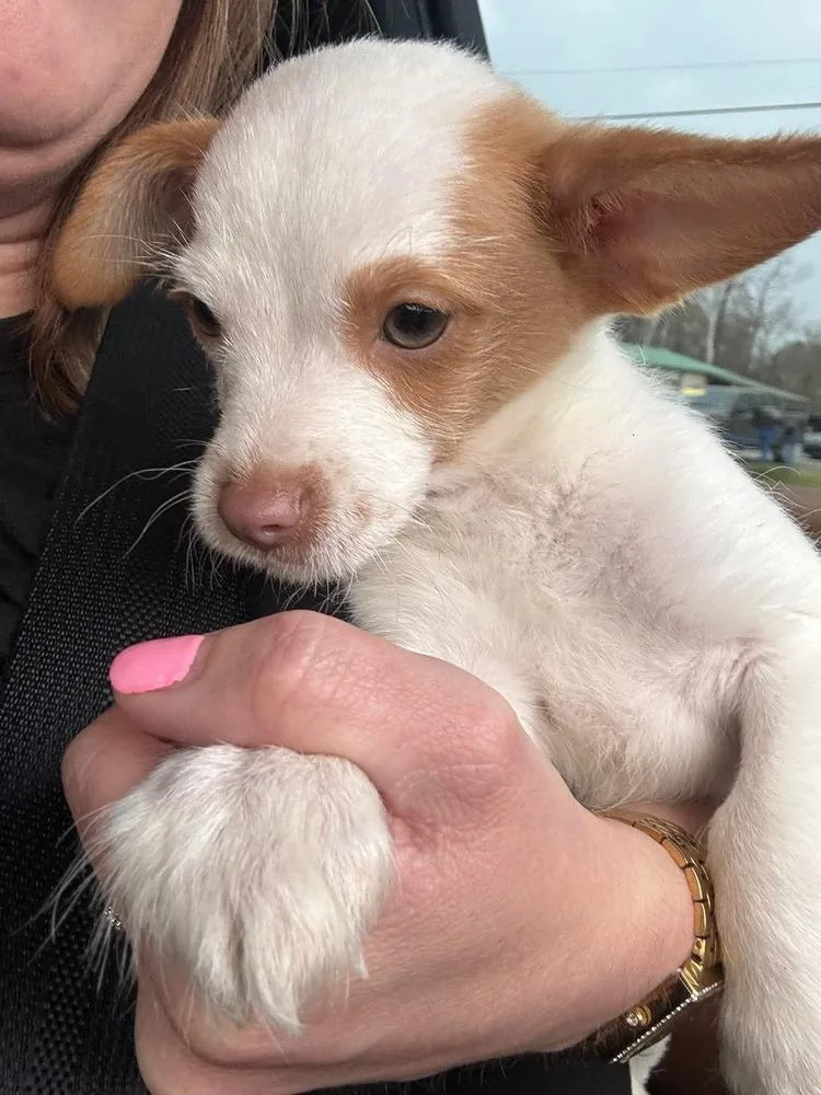 A baby small-sized male Tricolor (Brown, Black, & White) Chihuahua dog named Humphrey for adoption in Syracuse, NY