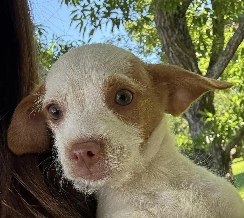 Humphrey thumbnail 2