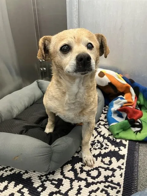 An adult small-sized male Mixed Breed dog named Azure for adoption in Dallas, TX