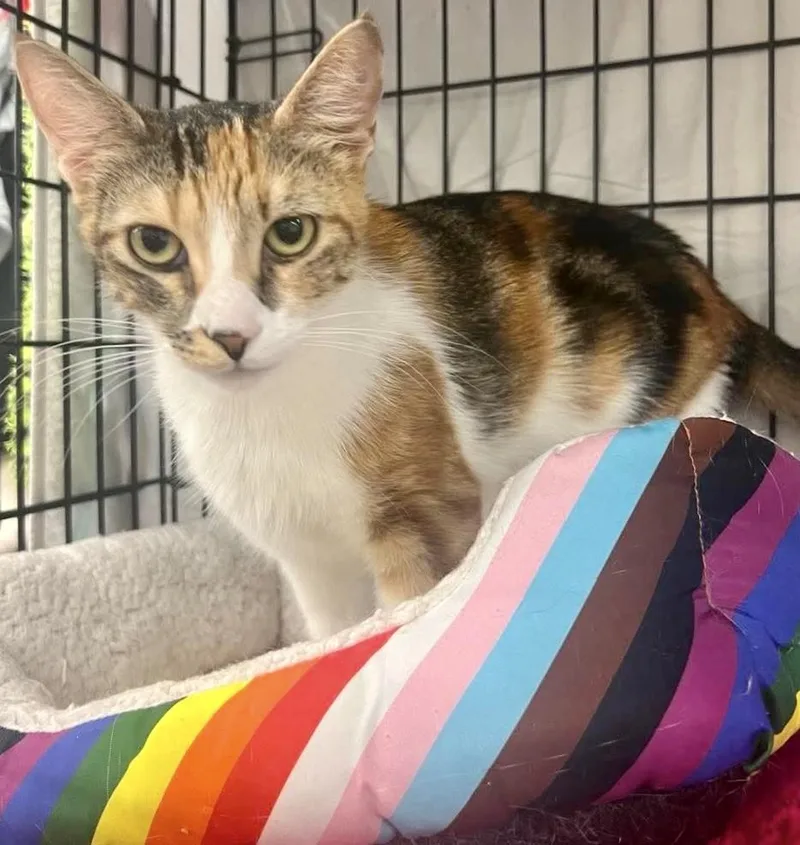 An adult medium-sized female Calico American Shorthair cat named Cherry Valentine for adoption in Vacaville, CA