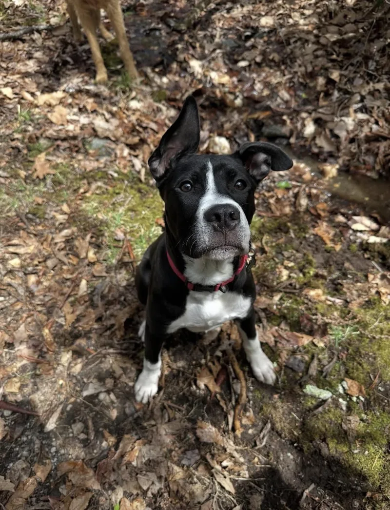 A baby large-sized male Black Pit Bull Terrier dog named Milo for adoption in Stanley, NC