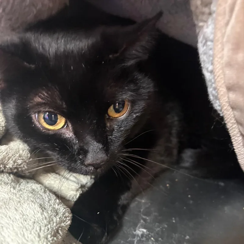 An adult medium-sized female Domestic Short Hair cat named Midnight for adoption in Spokane, WA