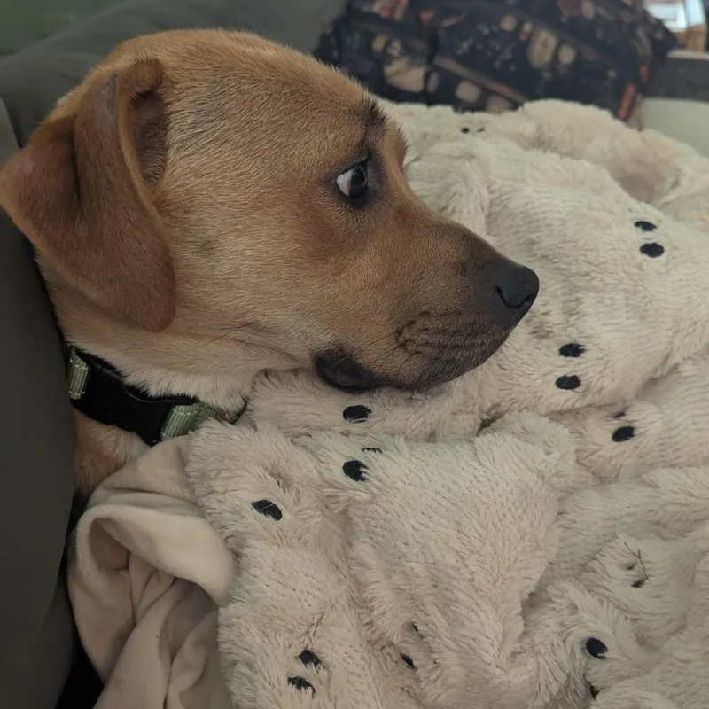 A young medium-sized female Yellow / Tan / Blond / Fawn Mixed Breed dog named LaCroix for adoption in Buffalo, MN