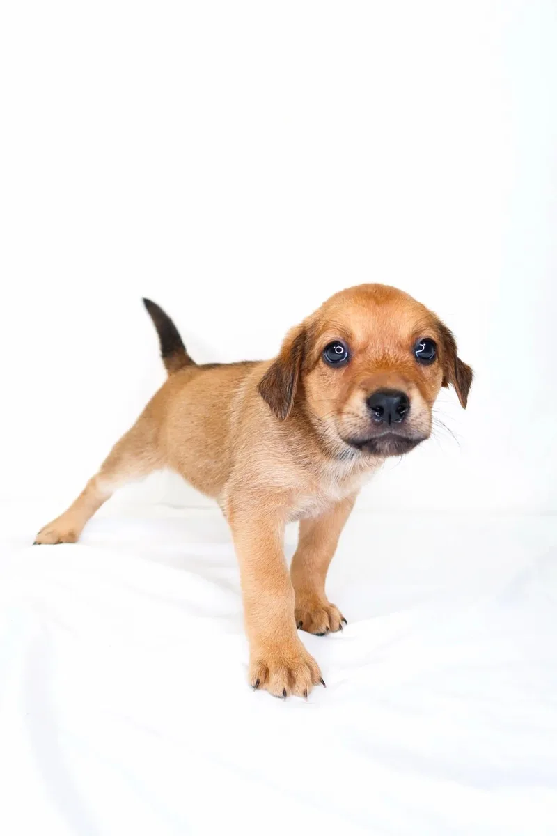 A baby small-sized female Brown / Chocolate Terrier dog named Chocolatini for adoption in Bixby, OK