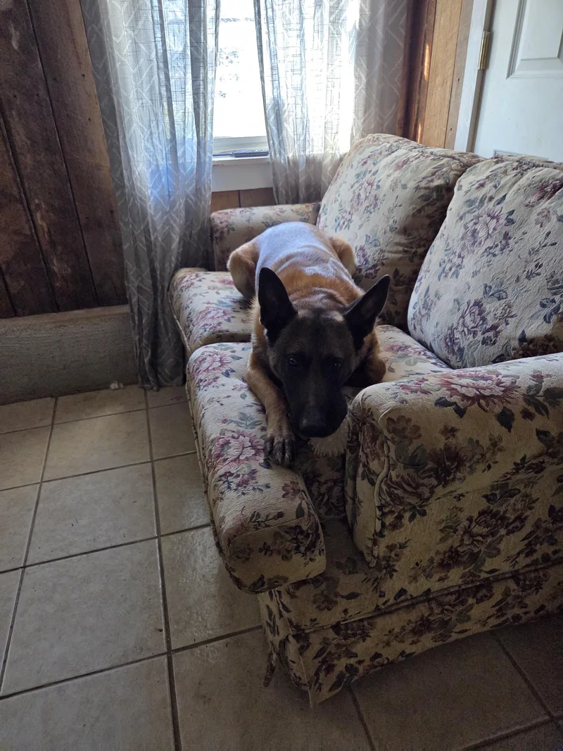 An adult large-sized male Brown / Chocolate Belgian Shepherd / Malinois dog named Canelo for adoption in Muncie, IN