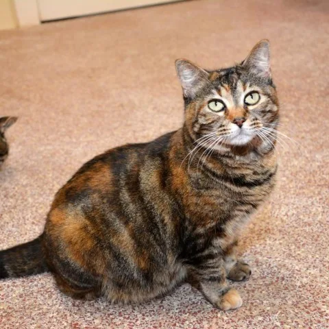 An adult small-sized female Orange / Red Domestic Short Hair cat named Kitkat for adoption in Round Rock, TX