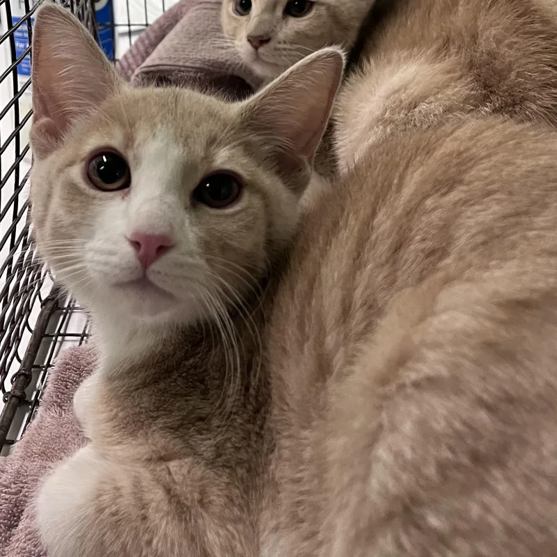 A baby small-sized female Domestic Short Hair cat named Tamara for adoption in Los Angeles, CA