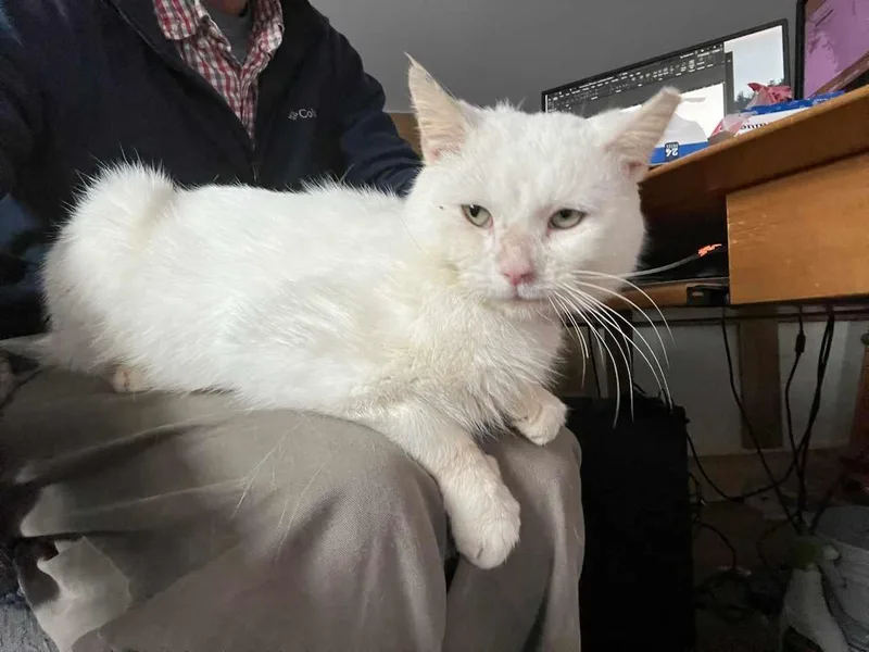 Peanut Sf thumbnail 2