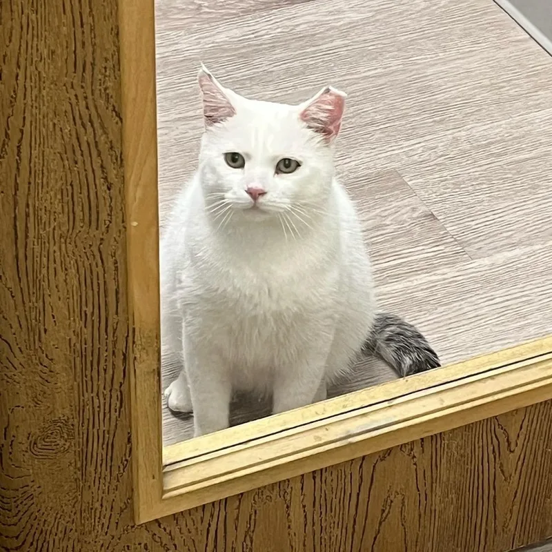 Peanut Sf thumbnail 3