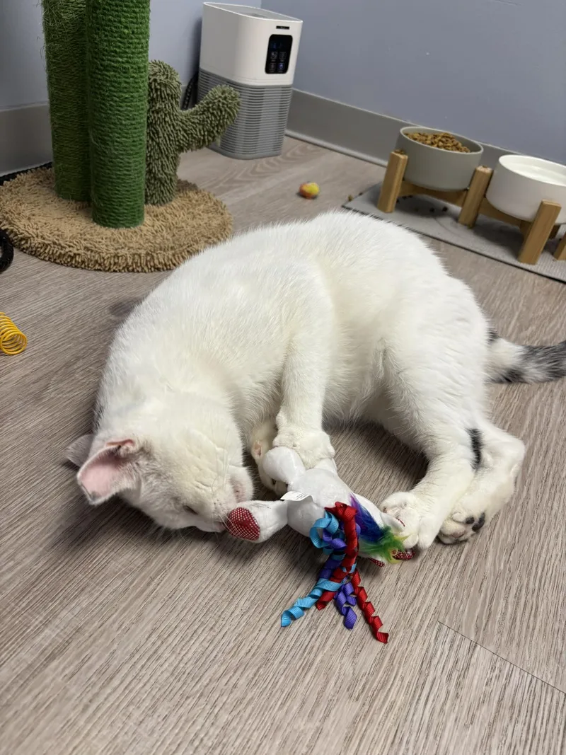 Peanut Sf thumbnail 4