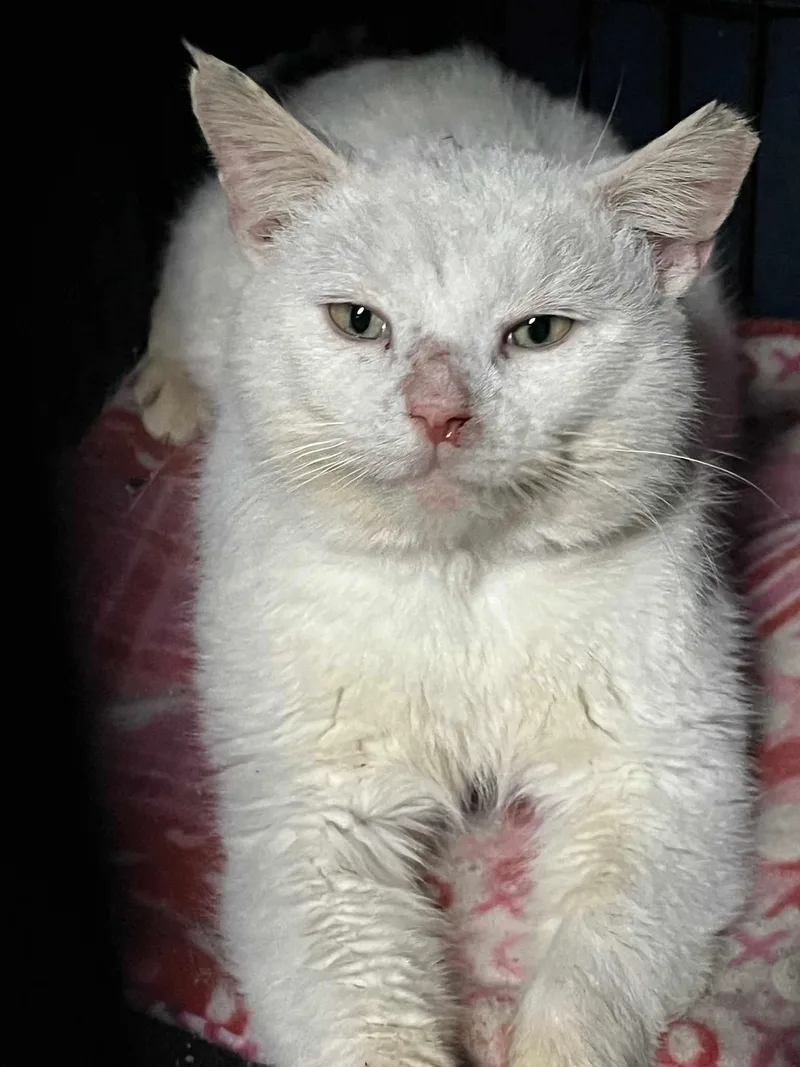 Peanut Sf thumbnail 5