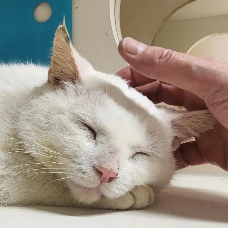 Peanut Sf thumbnail 6