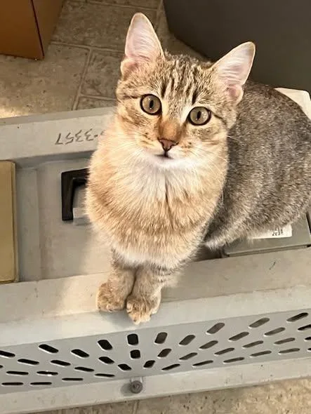 A young small-sized male Domestic Short Hair cat named Bruce Burk for adoption in Somerset, KY