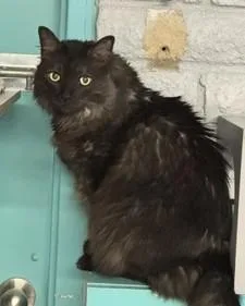 A senior large-sized male Black Domestic Long Hair cat named Charlie for adoption in Phoenix, AZ