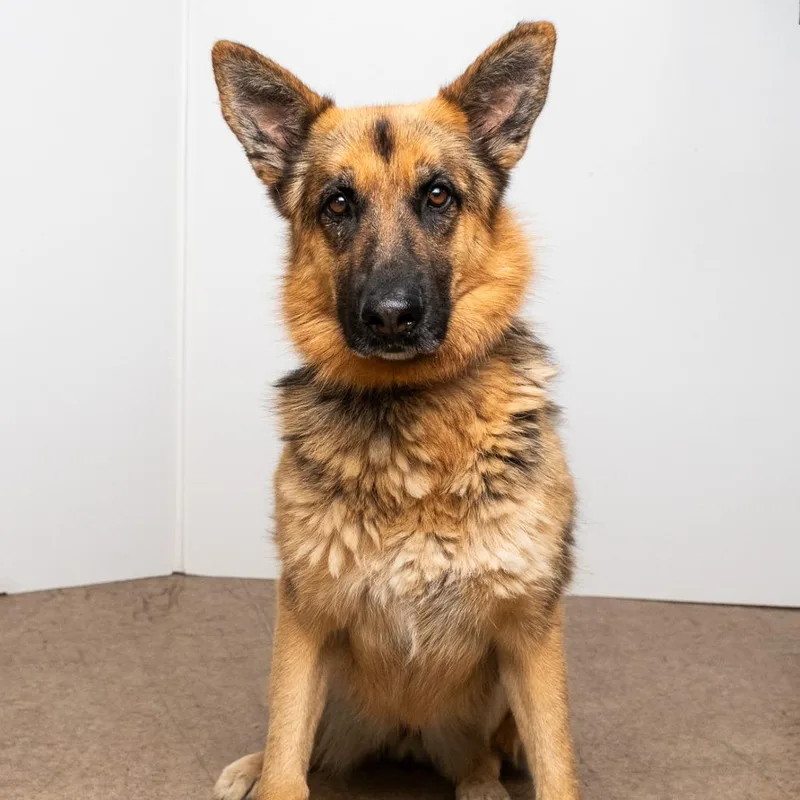 A senior large-sized female Black German Shepherd Dog dog named Heidi for adoption in Palm Springs, CA