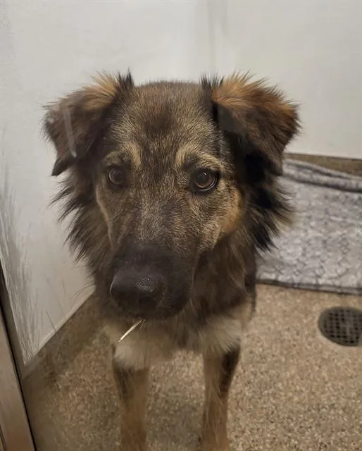 A young medium-sized female German Shepherd Dog dog named Marmot for adoption in Albuquerque, NM