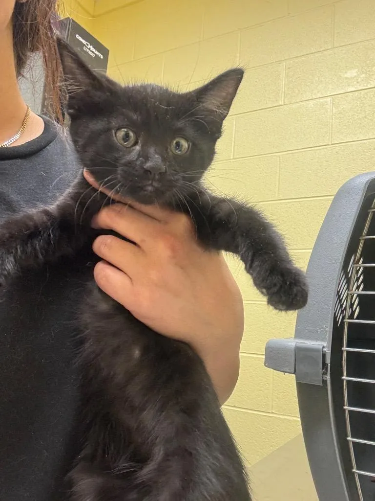 A baby small-sized male Domestic Short Hair cat named Bo for adoption in Crossville, TN