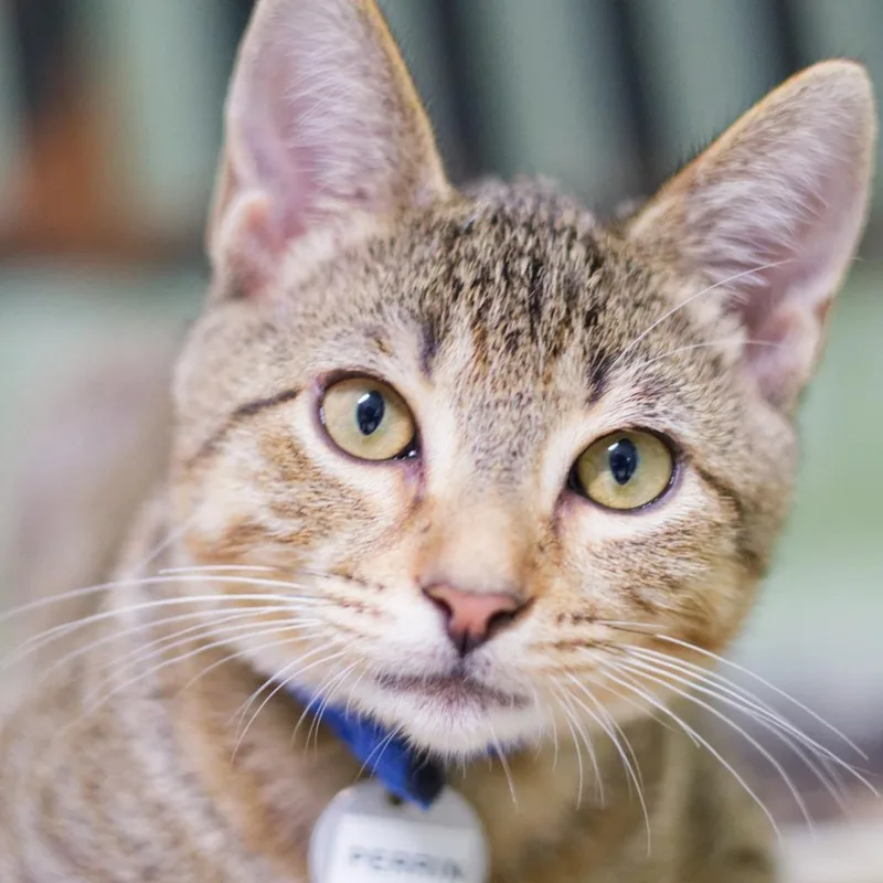 A baby medium-sized male Domestic Short Hair cat named Perrin for adoption in Hot Springs, AR