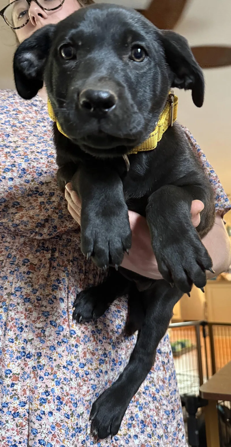 A baby large-sized female Labrador Retriever dog named Cheddar for adoption in Garner, NC