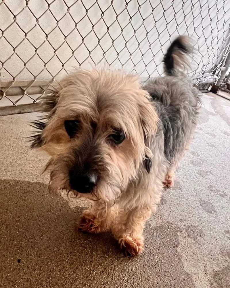 A senior small-sized male Yorkshire Terrier dog named Dax for adoption in Utica, MI