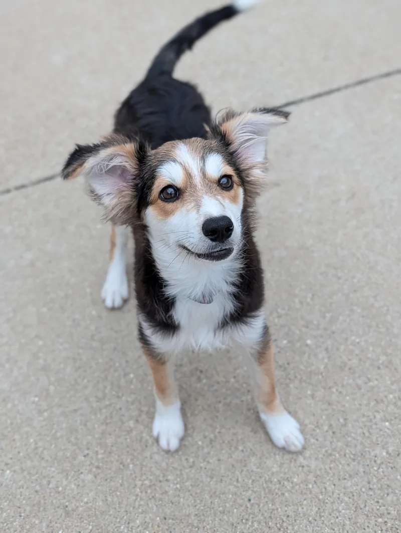 A young medium-sized female Mixed Breed dog named Truvy for adoption in Decatur, IL