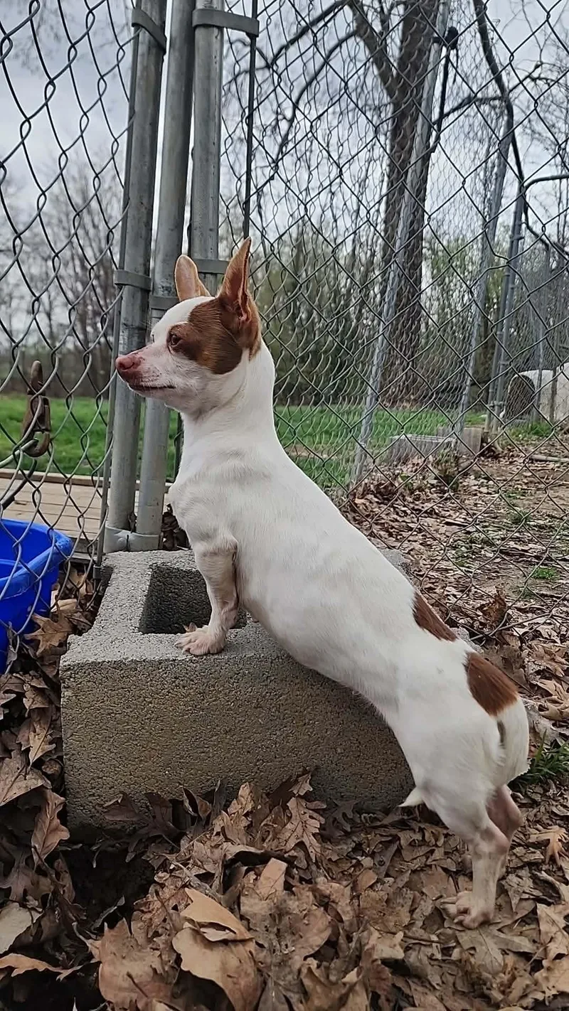 Chiquita thumbnail 2