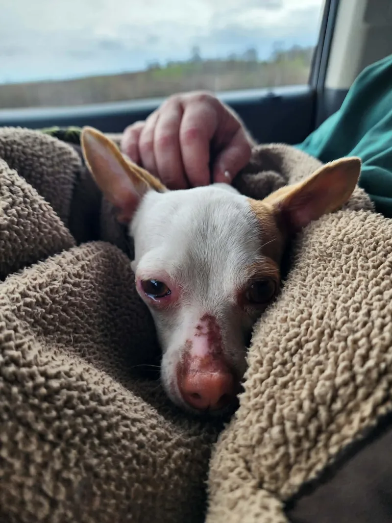 Chiquita thumbnail 3