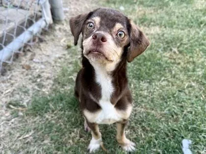 An adult small-sized male Brown / Chocolate Mixed Breed dog named Charles for adoption in Georgetown, TX