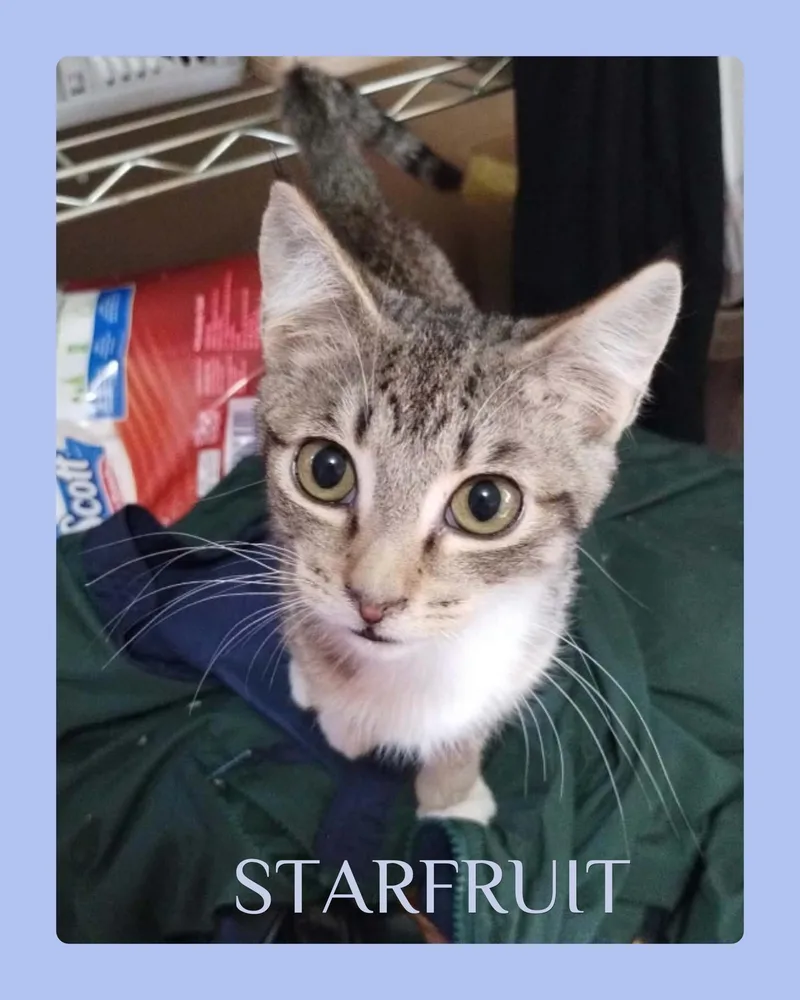A baby medium-sized male Tabby cat named Starfruit for adoption in Lawton, OK