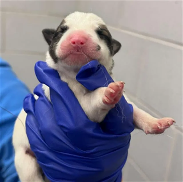 A baby small-sized female Mixed Breed dog named Mercury for adoption in Dallas, TX