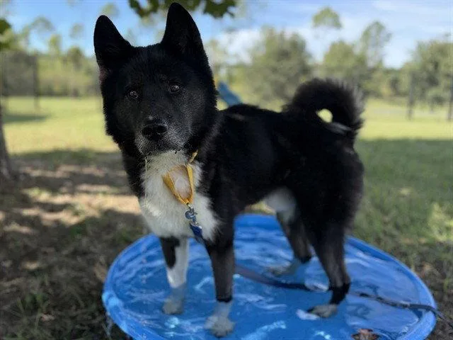 An adult large-sized male Akita dog named Brewer for adoption in Tavares, FL