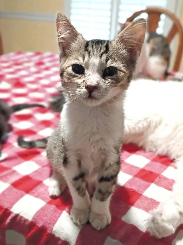 A baby small-sized male Domestic Short Hair cat named Marcel for adoption in Hartsville, SC
