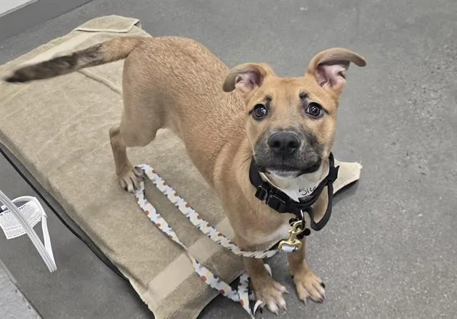 A young large-sized male German Shepherd Dog dog named Charlie for adoption in Mesa, AZ