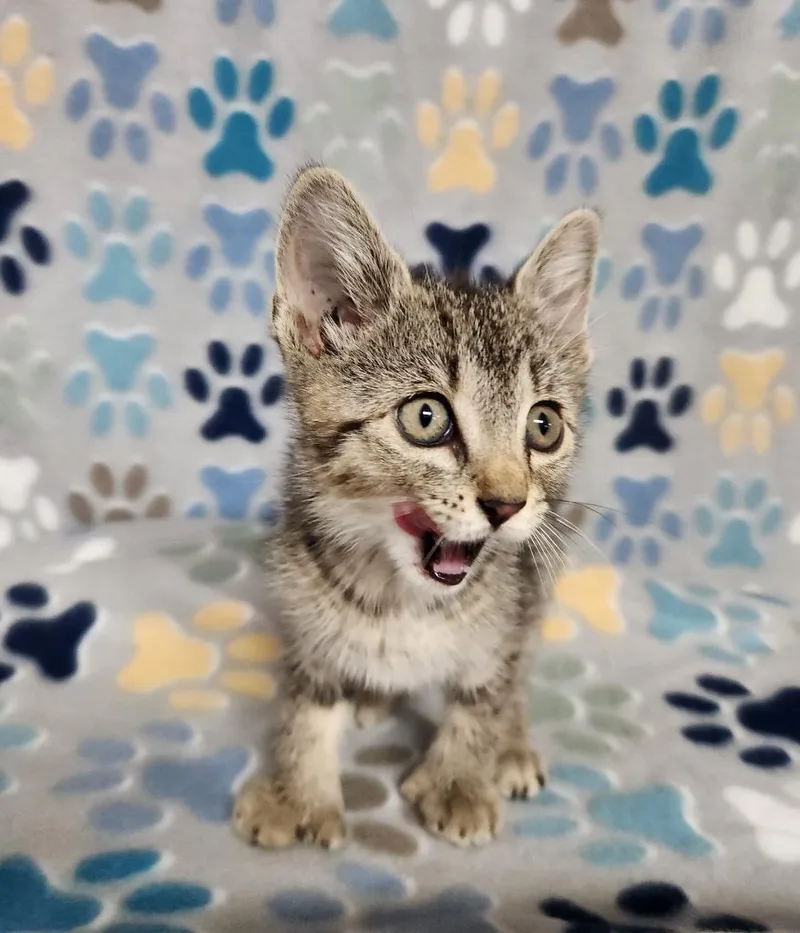 A baby small-sized female Domestic Short Hair cat named Polly for adoption in Wabash, IN