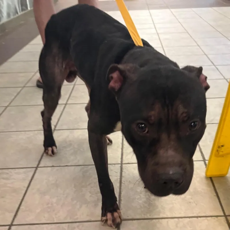 An adult medium-sized male Black Mixed Breed dog named Pogo for adoption in Columbus, GA