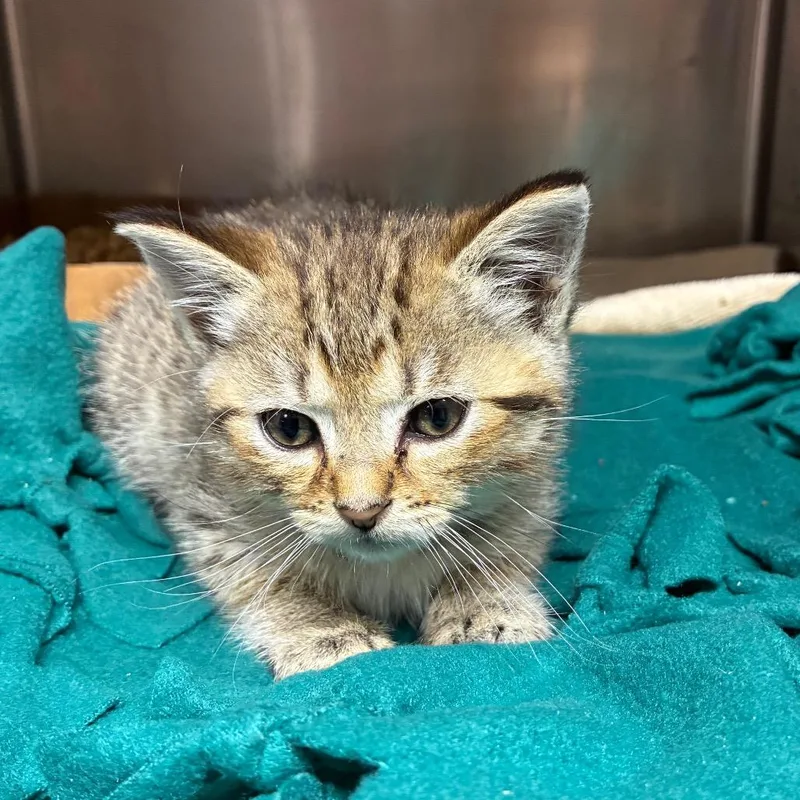 A baby small-sized female Torbie American Shorthair cat named Draino for adoption in Danville, KY