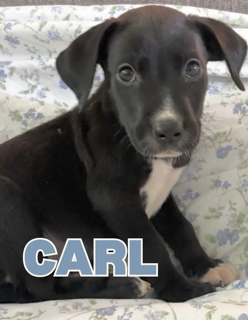 Carl
