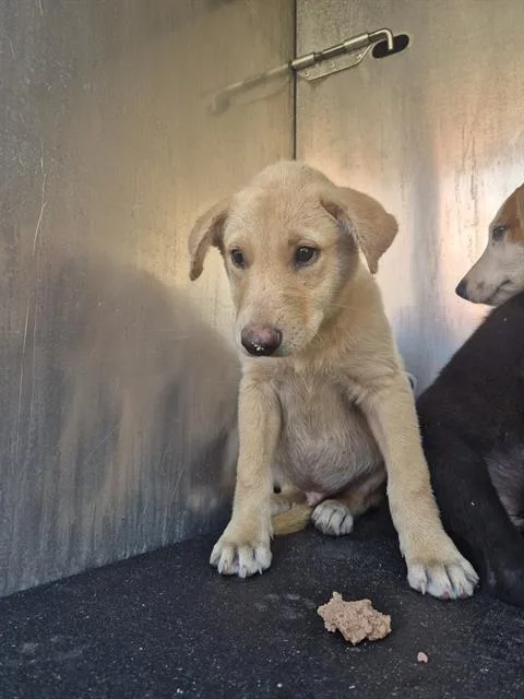 A baby small-sized male Labrador Retriever dog named Pepper for adoption in San Antonio, TX