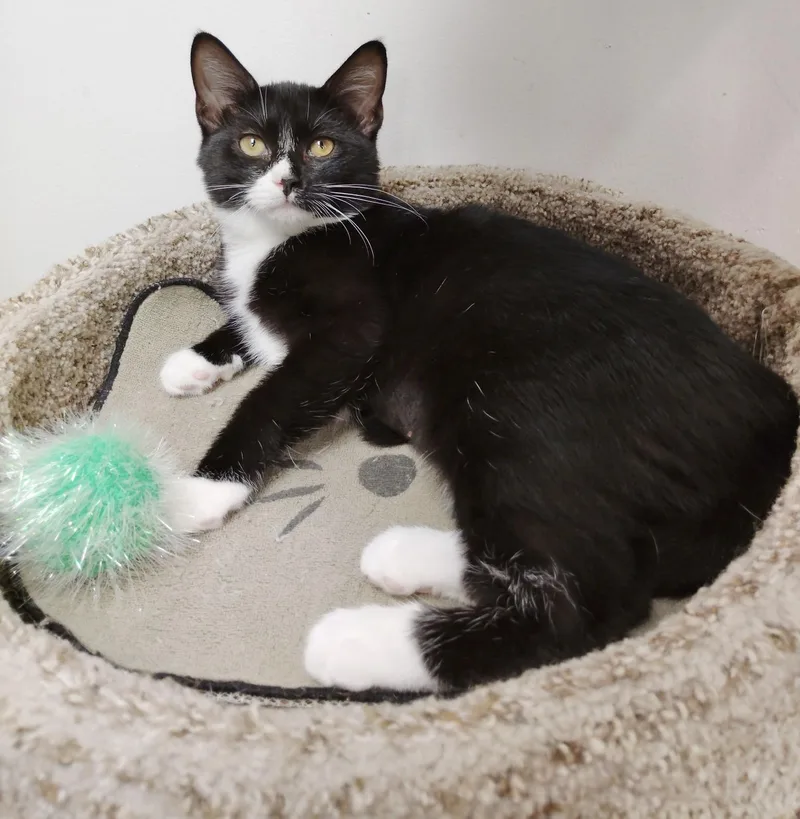 A baby medium-sized male Tuxedo cat named Ashe for adoption in Rock Hill, SC