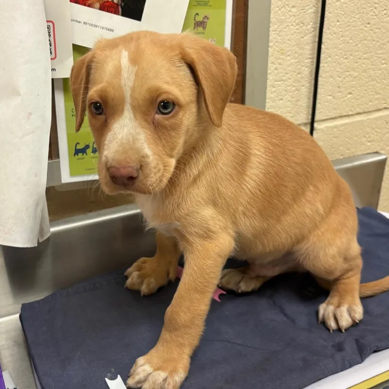 A baby small-sized male Yellow / Tan / Blond / Fawn Mixed Breed dog named Nebula for adoption in Memphis, TN