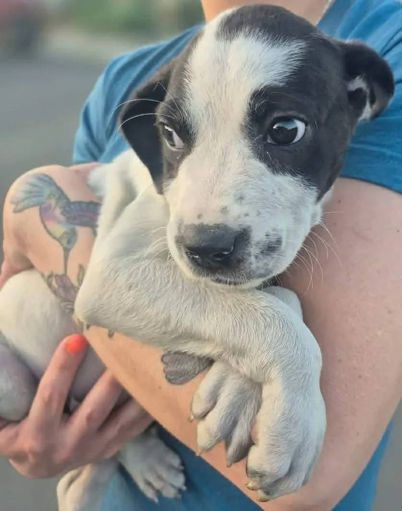 A young medium-sized female Great Pyrenees dog named Emira  Weeks Avail for adoption in Sterling, MA