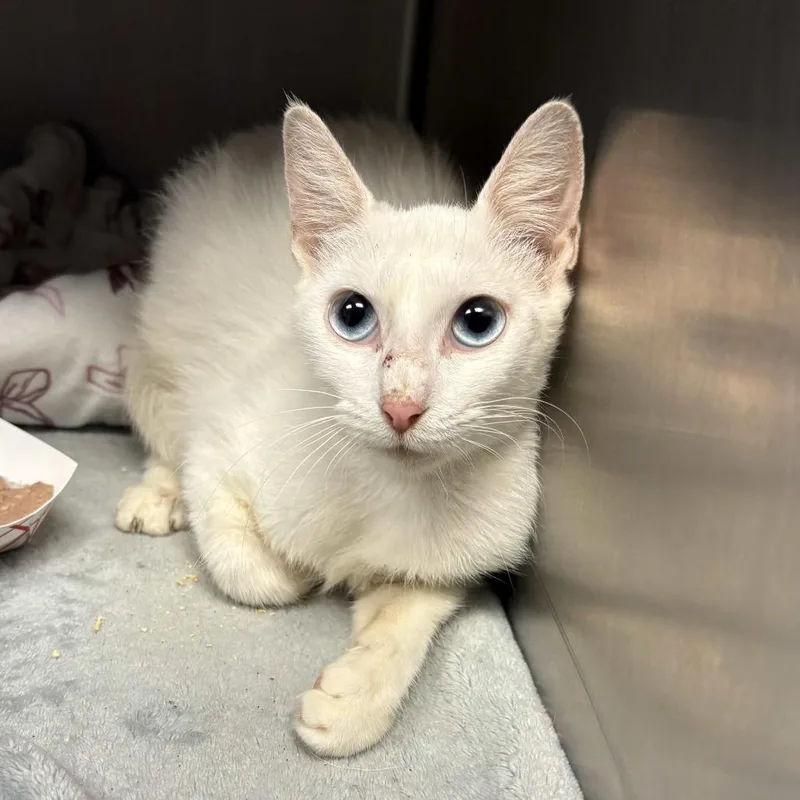 A young medium-sized female White Domestic Short Hair cat named Remi Button for adoption in Beaumont, TX