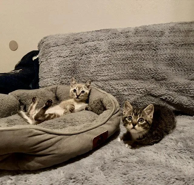 A baby medium-sized male Tabby cat named Clem for adoption in Vacaville, CA