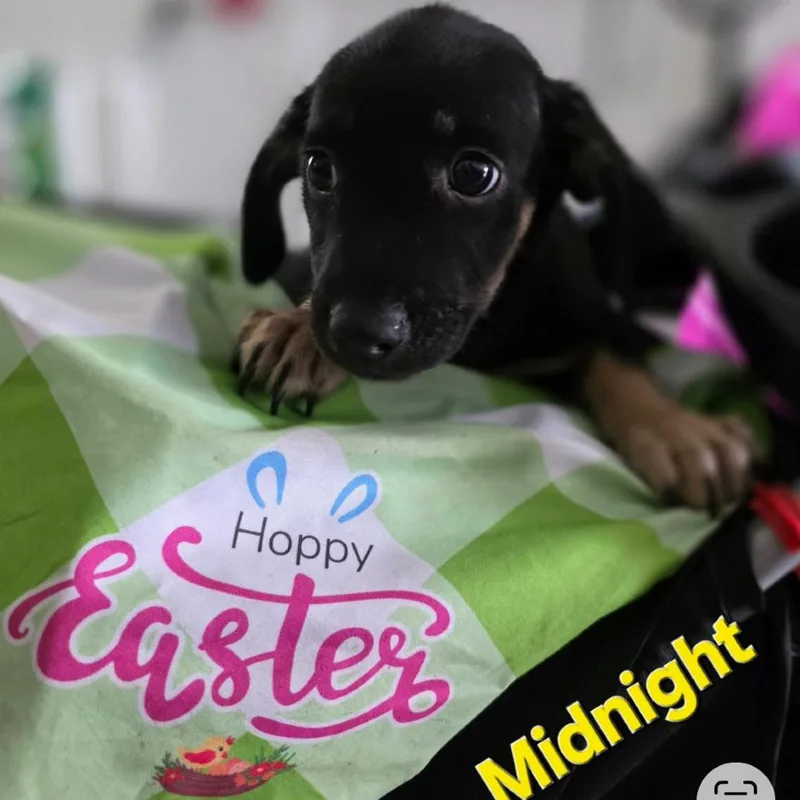 A baby small-sized female Yellow / Tan / Blond / Fawn Mixed Breed dog named Midnight for adoption in Rockville, MD