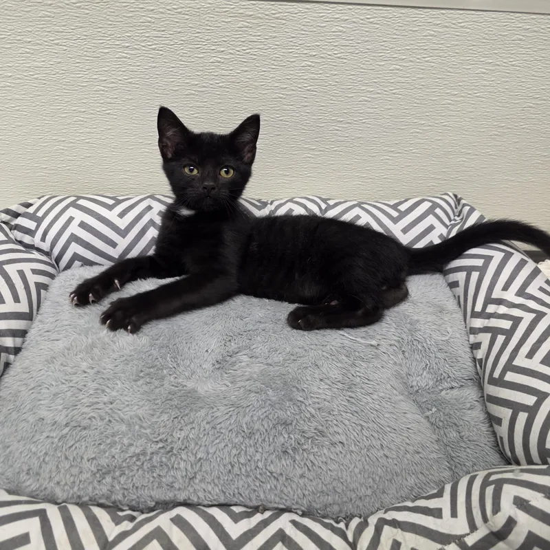A baby medium-sized male Black Domestic Short Hair cat named Anderson for adoption in Greensboro, NC