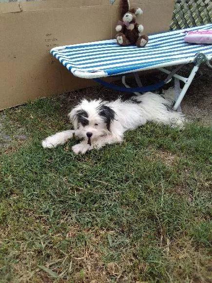 A baby small-sized male White / Cream Chinese Crested Dog dog named Ernie for adoption in Weeki Wachee, FL
