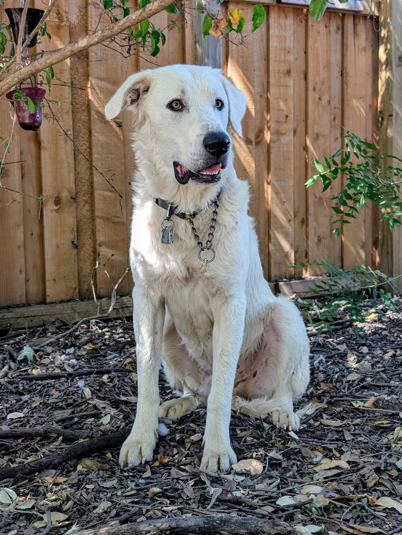 An adult large-sized male Great Pyrenees dog named Geralt for adoption in Bend, OR