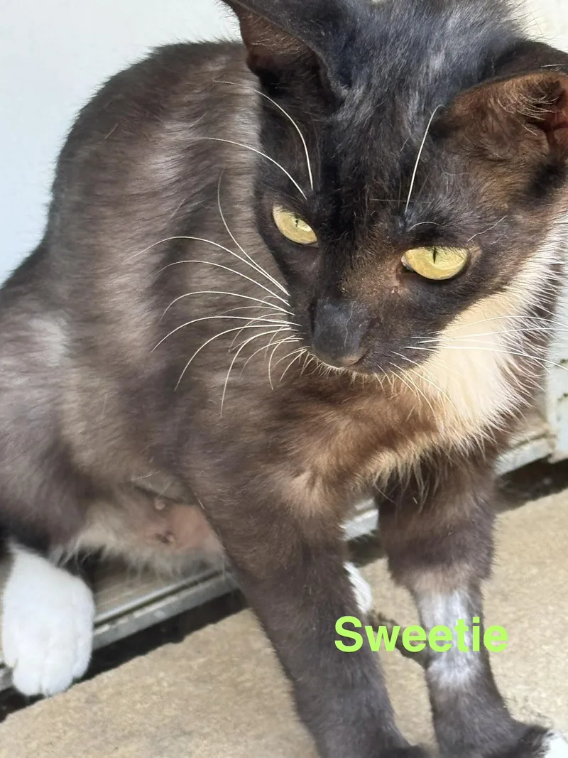 A young medium-sized female Black Domestic Medium Hair cat named Sweetie for adoption in Shrewsbury, MA