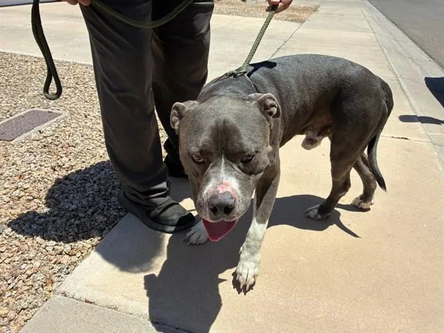 An adult large-sized male Pit Bull Terrier dog named Noah for adoption in Mesa, AZ