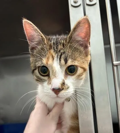 A baby small-sized female Domestic Short Hair cat named Pickle Chip for adoption in Fishers, IN